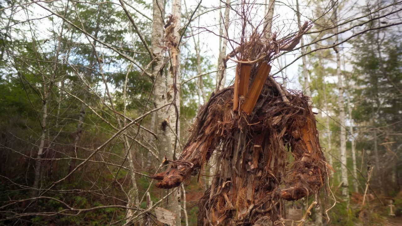 The Stickman's Hollow (2024) 0