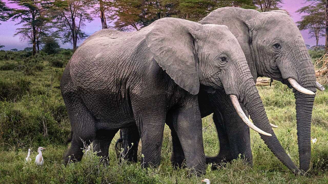 EN - Secrets Of The Elephants 4K (2023) 3