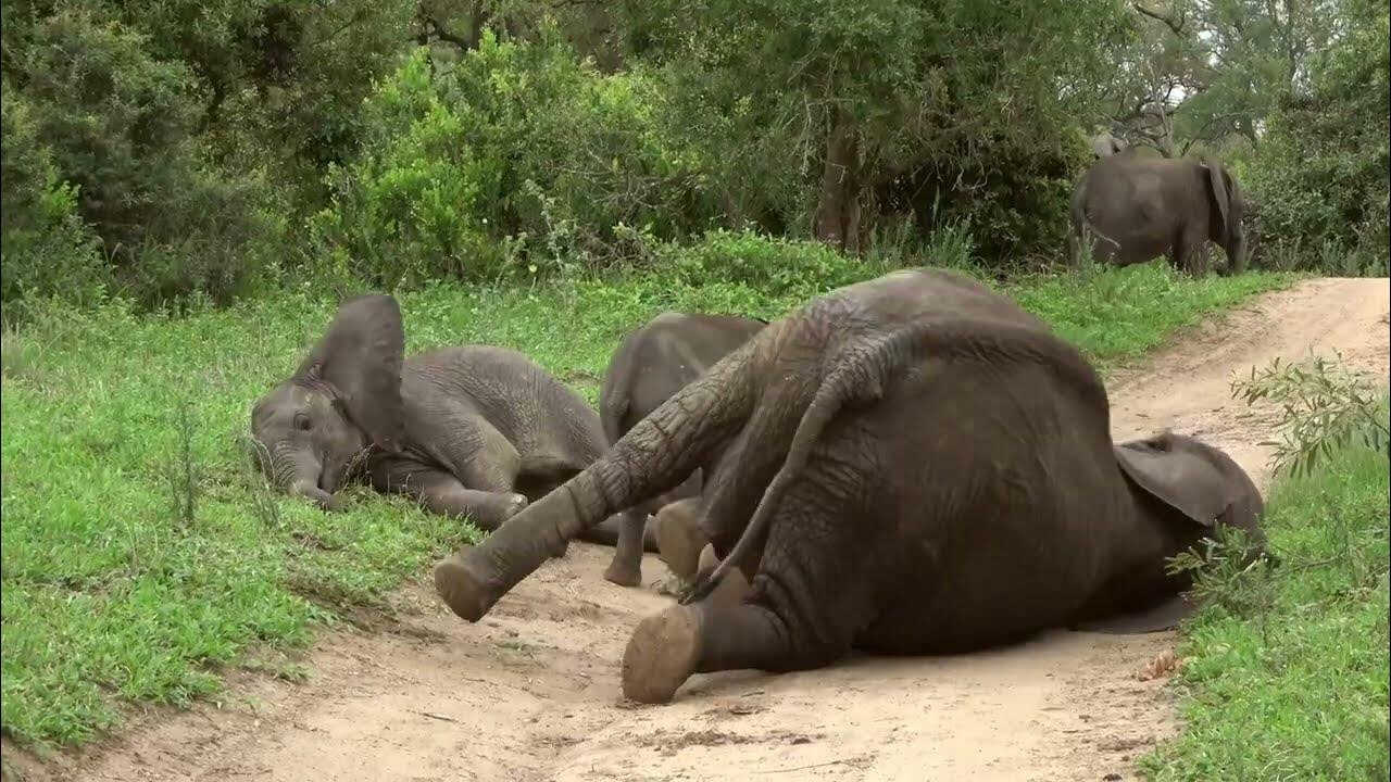La défonce des animaux (2025) 0