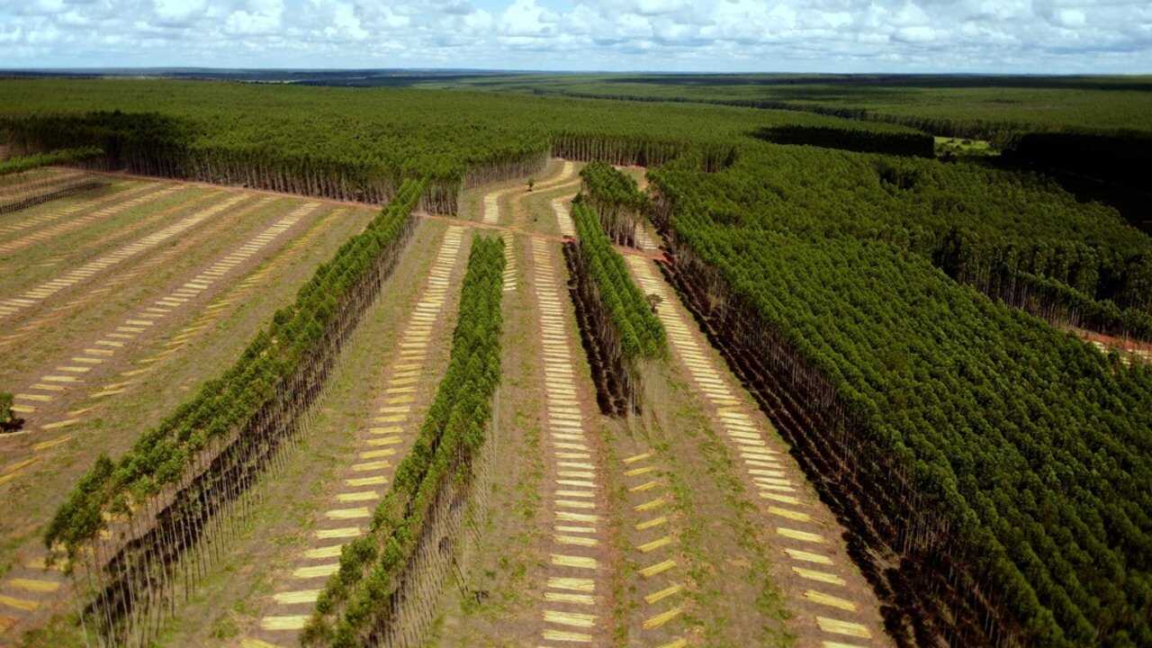 Planter à tout prix - Des arbres pour sauver la planète ? 0