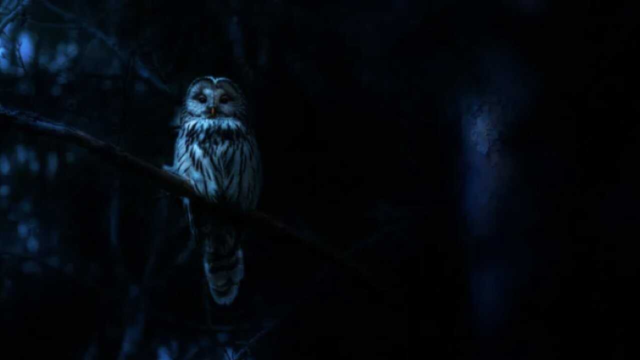 AR - كوابيس الطبيعة (2025) (US) 0