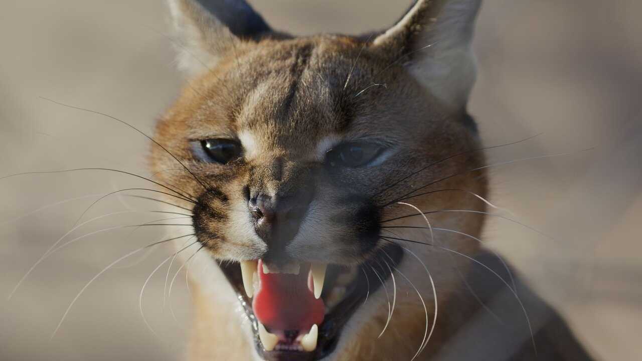 Caracal : La Société du chat solitaire (2024) 0