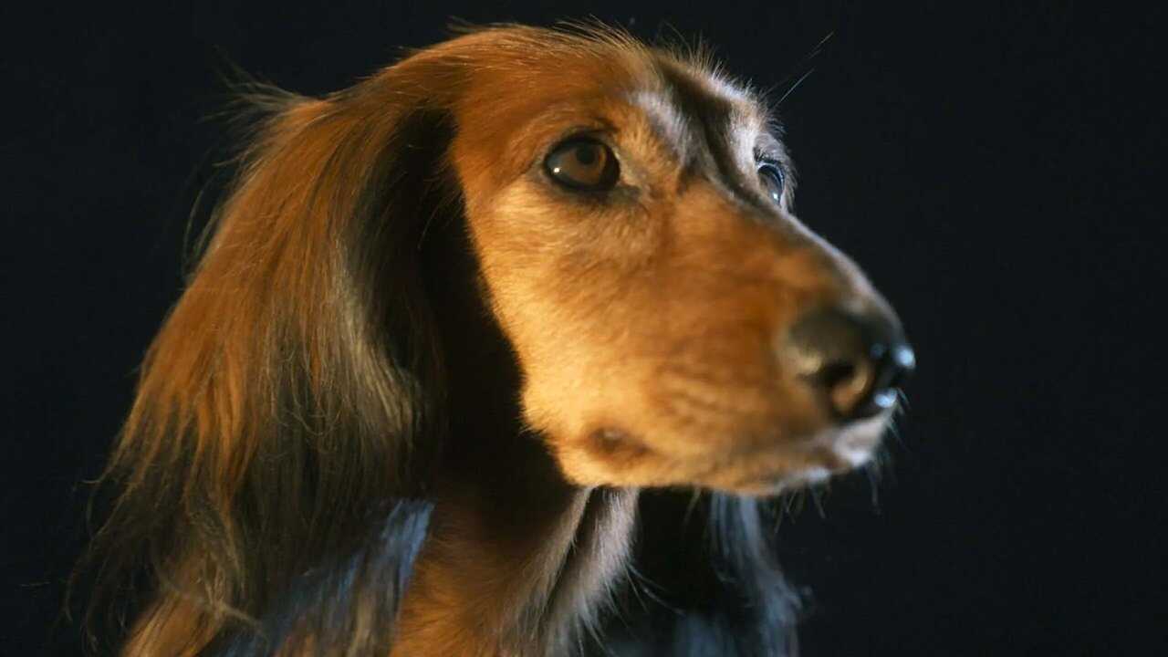 Der Dackel 0