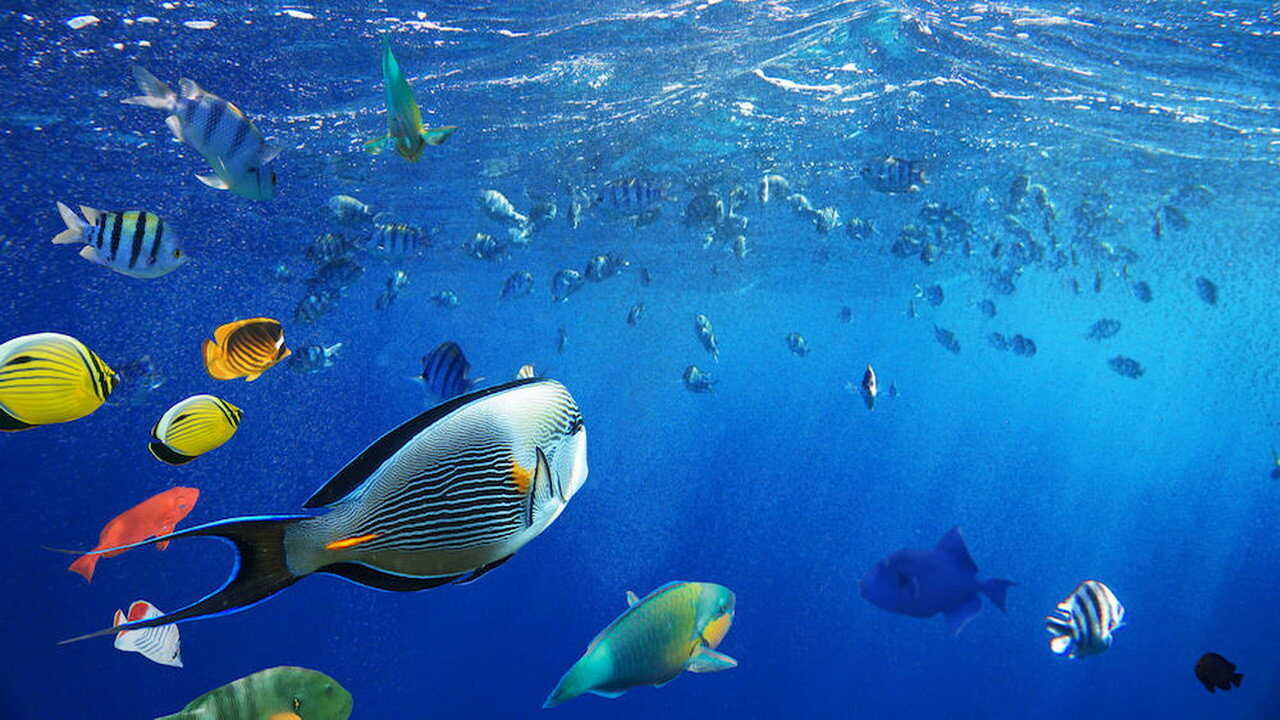 EN - Africa's Underwater Wonders (2016) (CA) 2