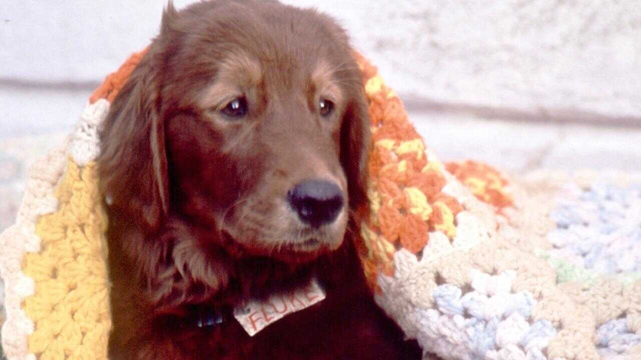Fluke (1995) 0