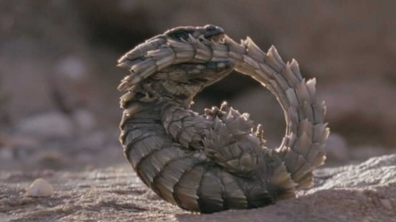 EN - David Attenborough' Life in Cold Blood (2008) 2