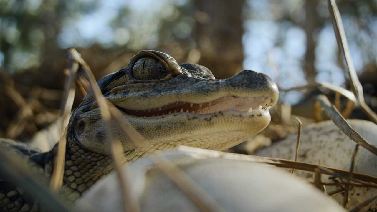 EN - Nightmares Of Nature (2025) (US) 1