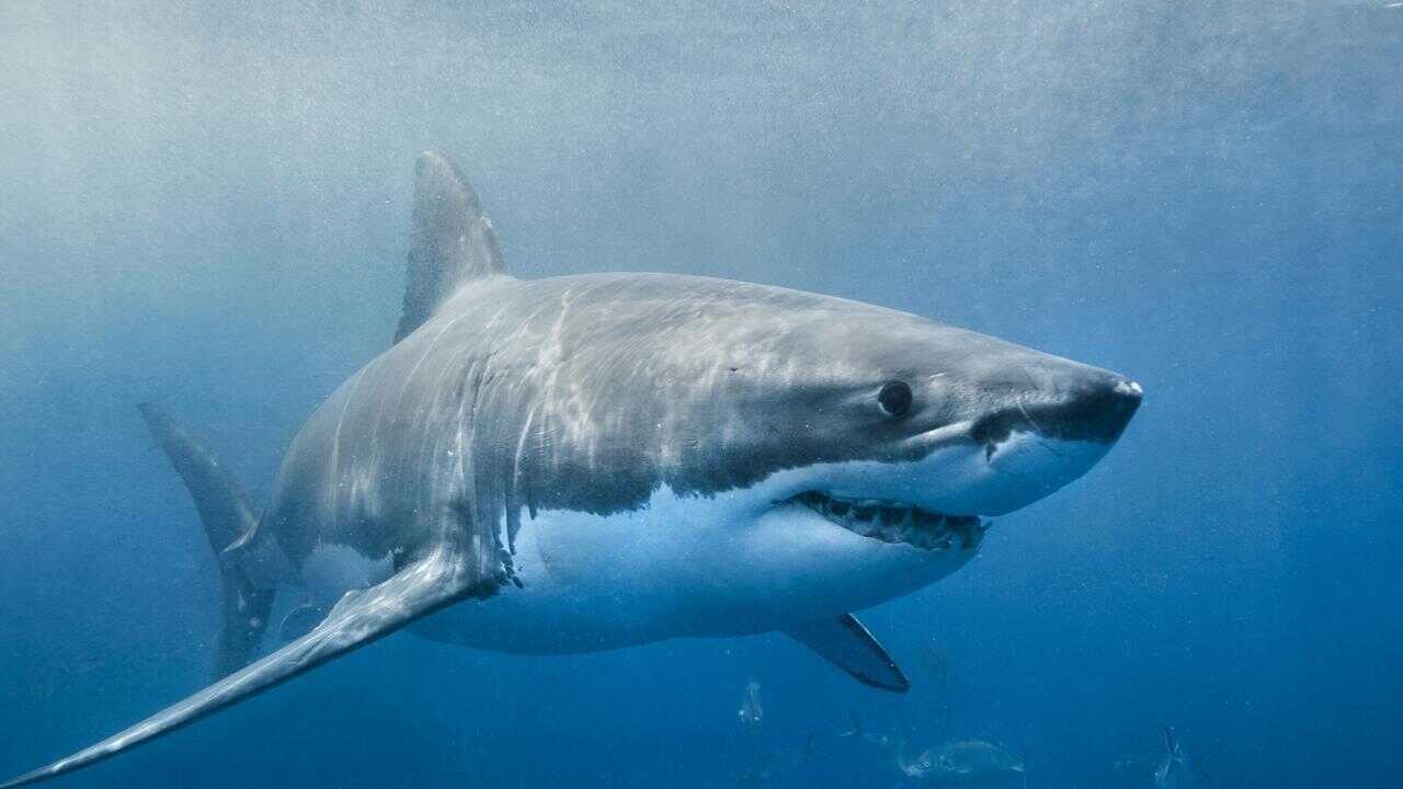 Envoy: Shark Cull 0