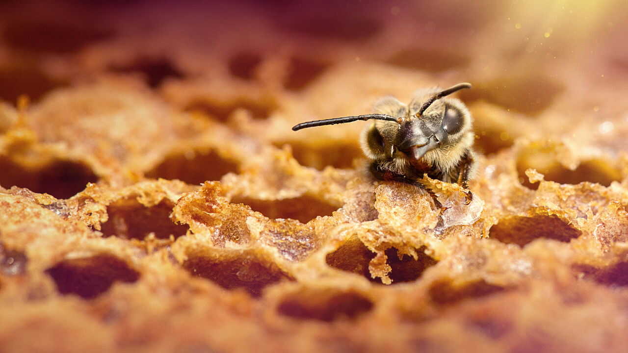 NL - SECRETS OF THE BEES (2026) 4