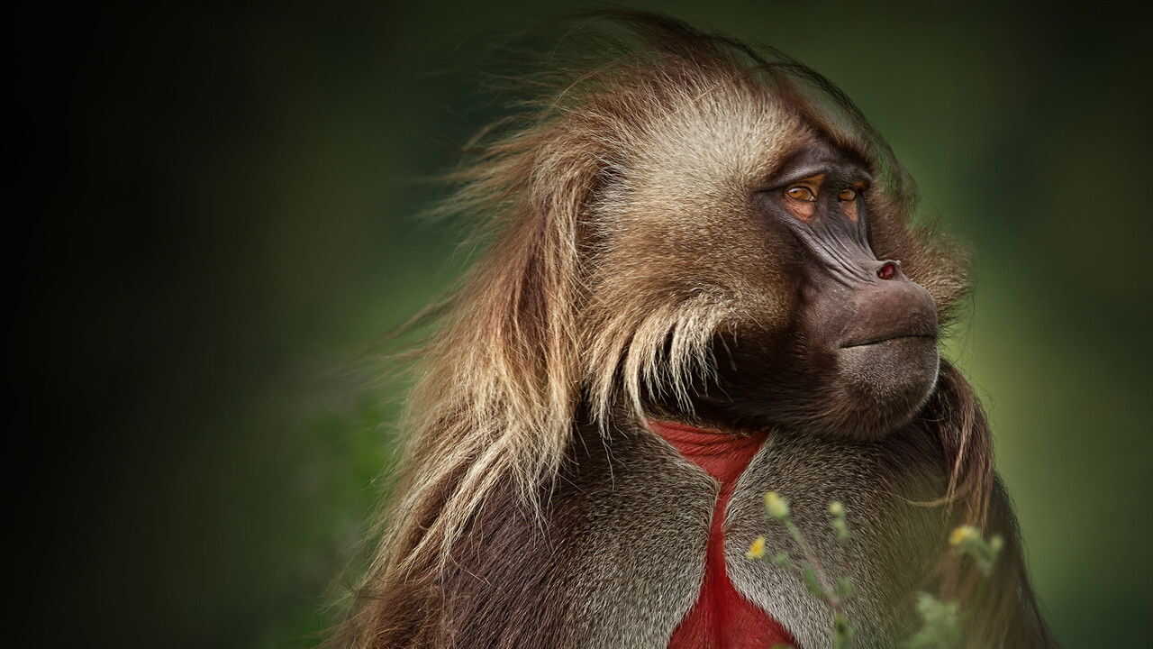 EN - Africa (2013) 4