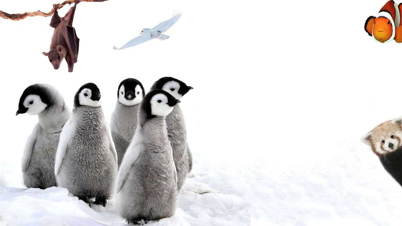 FR - 72 Animaux Mignons 0