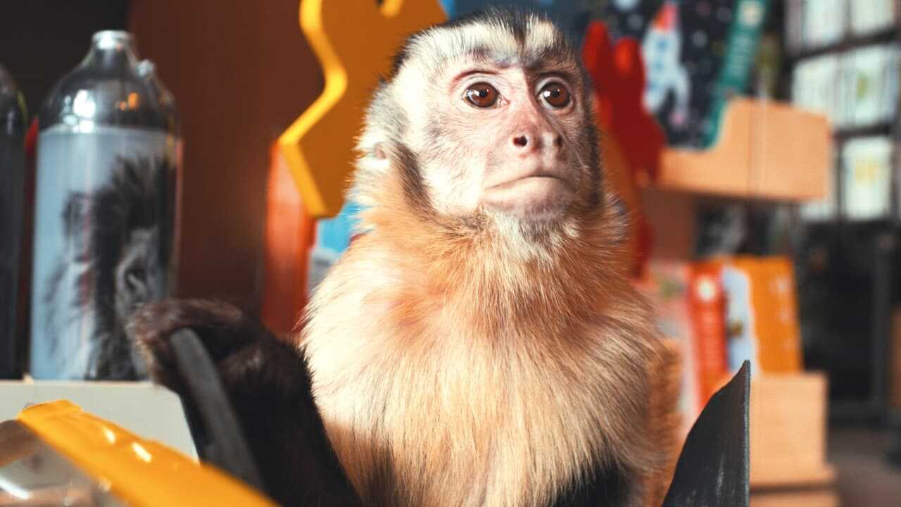 Akiko, latająca małpka (2025) 0