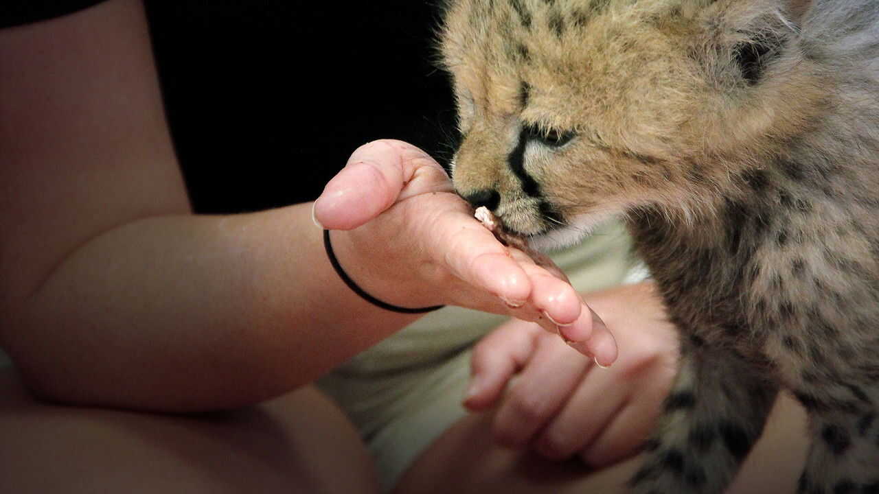 D+ - Secrets of the Zoo (US) 4