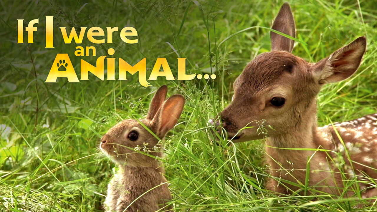 NF - If I were an Animal 2