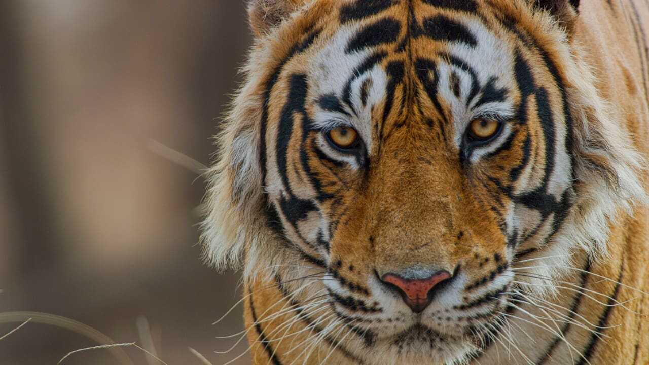 Tijger (2024) 0