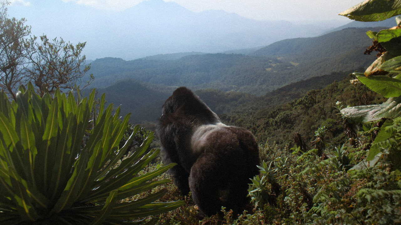 A Gorilla Story: Told by David Attenborough (2026) 0