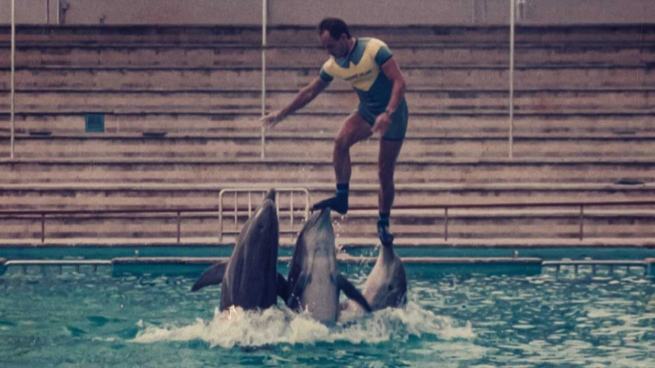 ¿Qué le pasó al rey de los delfines? 0