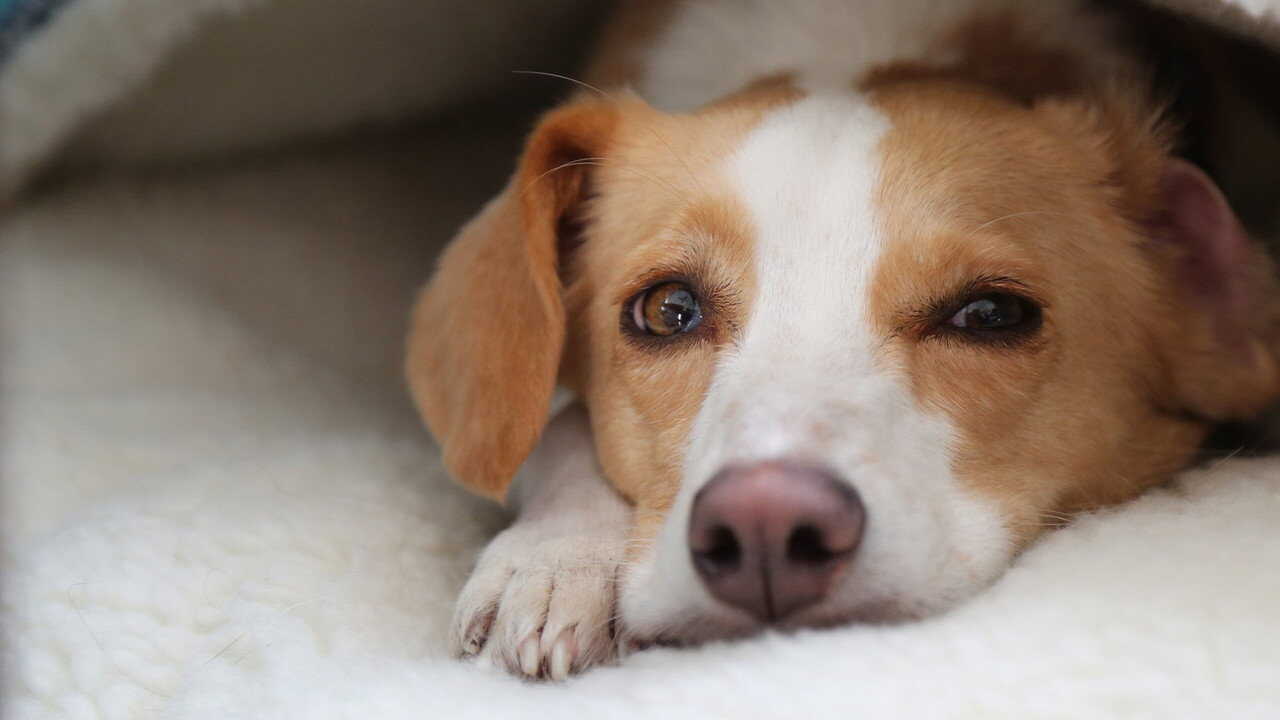 ¿Qué dicen los perros? (2025) 0
