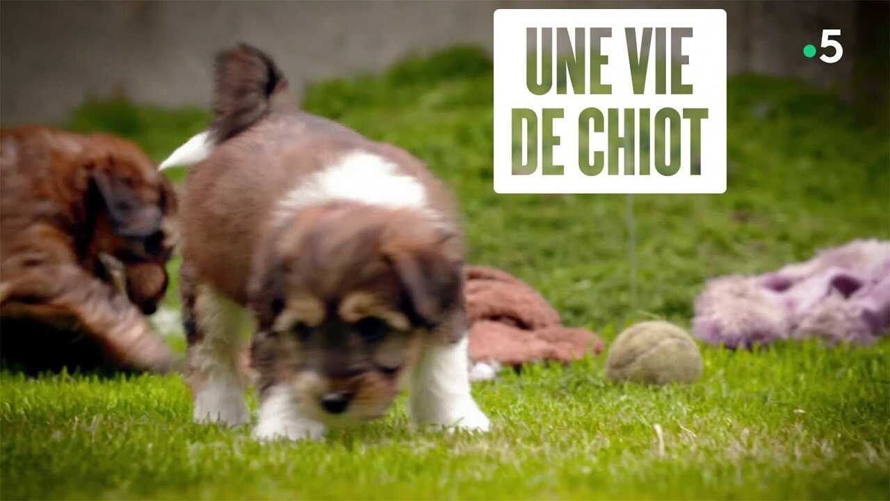FR - Une vie de chiot 0