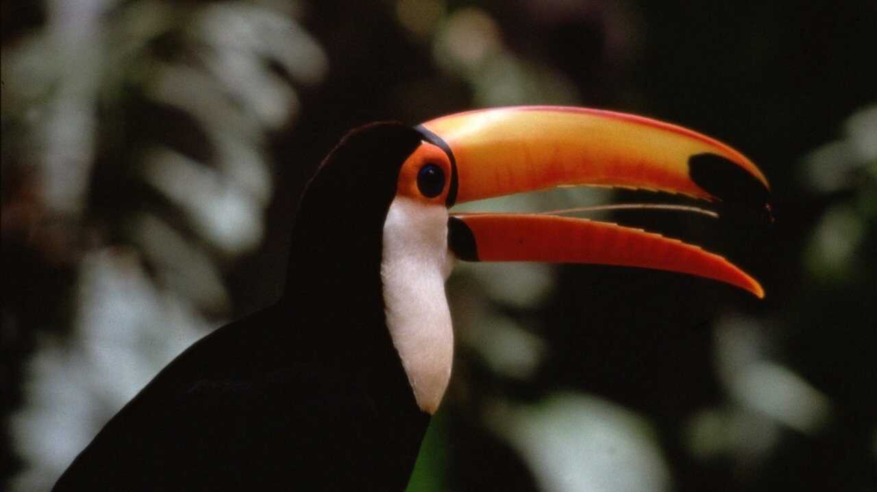 EN - The Life of Birds (1998) 0