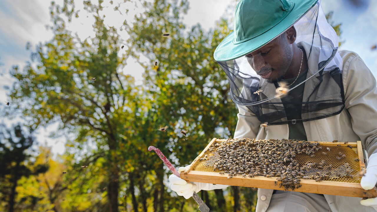 NL - SECRETS OF THE BEES (2026) 3