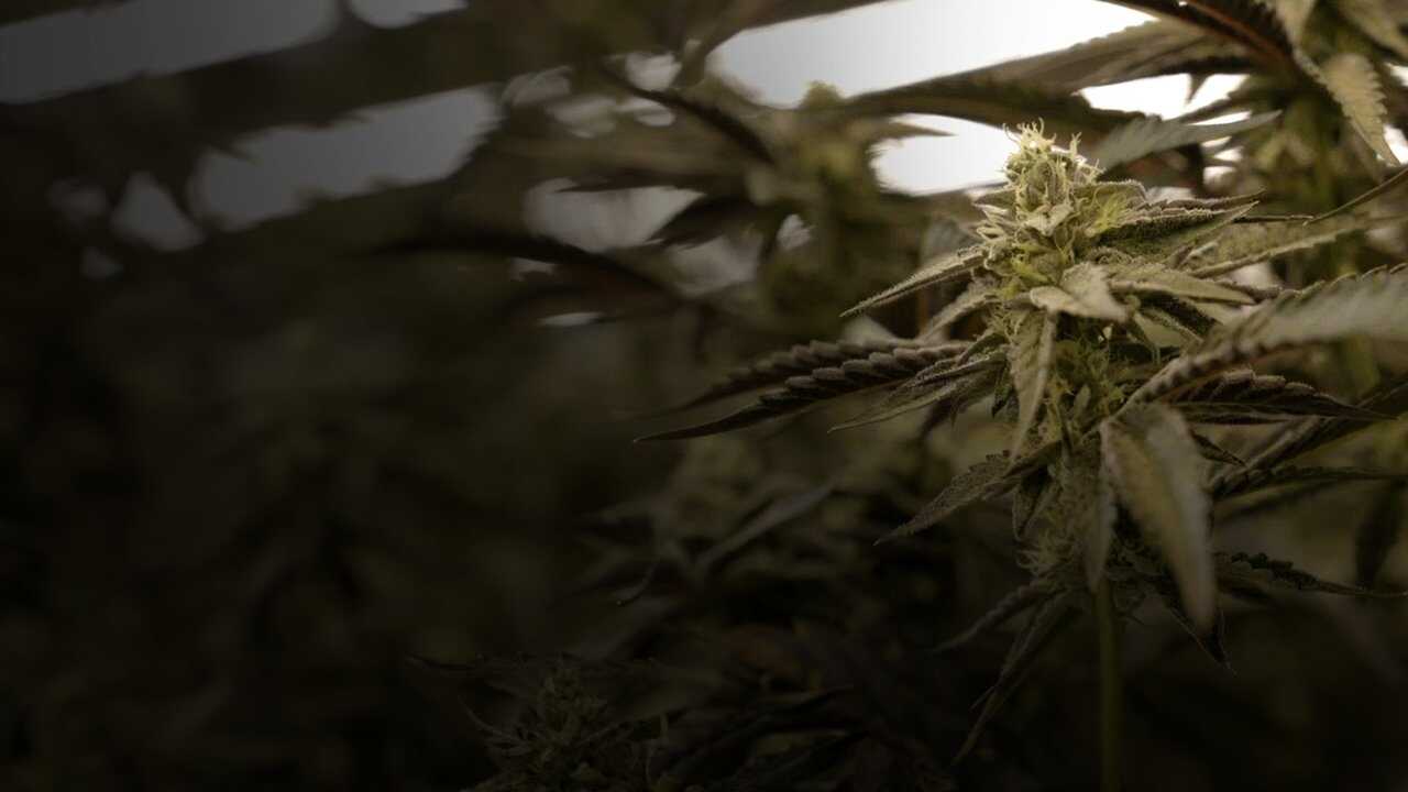 Cannabis : Une enquête de Mathieu Kassovitz et Antoine Robin (2024) 0