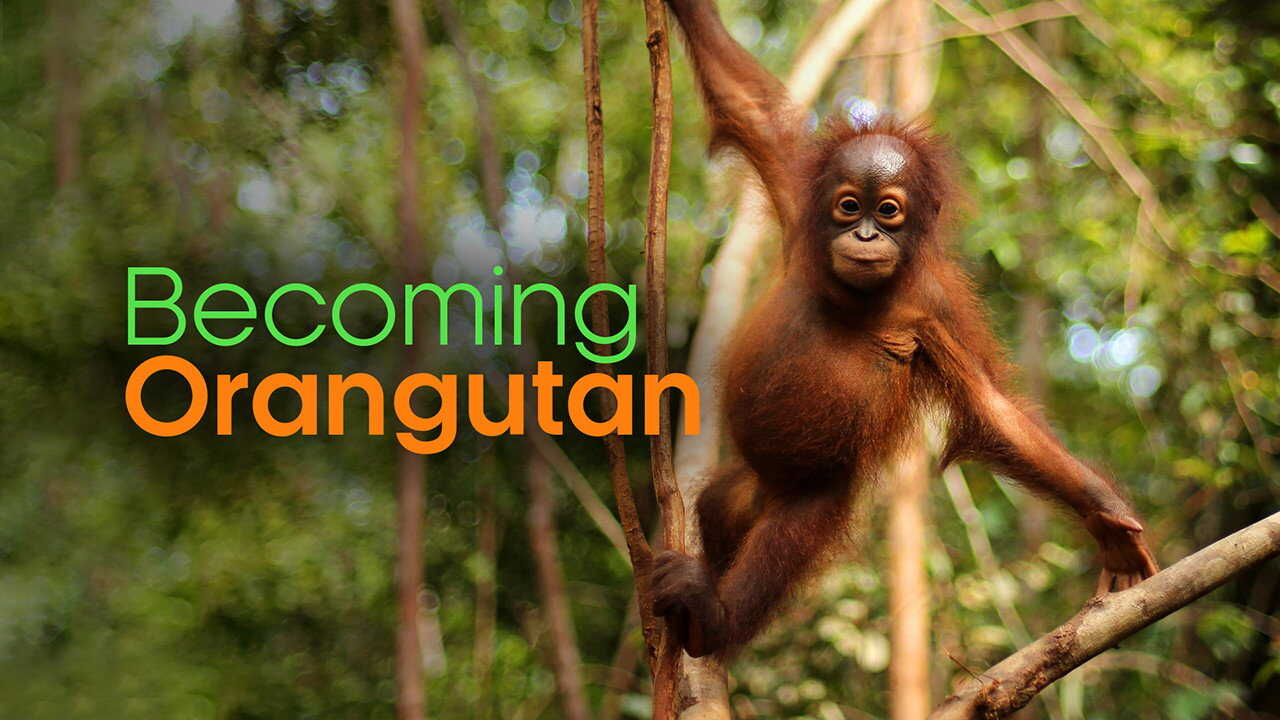 EN - Becoming Orangutan (2022) (US) 0