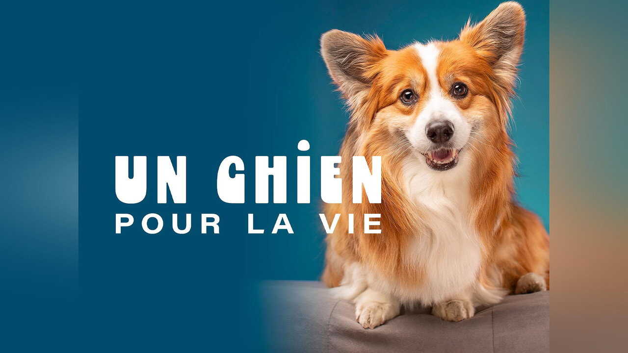 FR - Un chien pour la vie (2026) 0