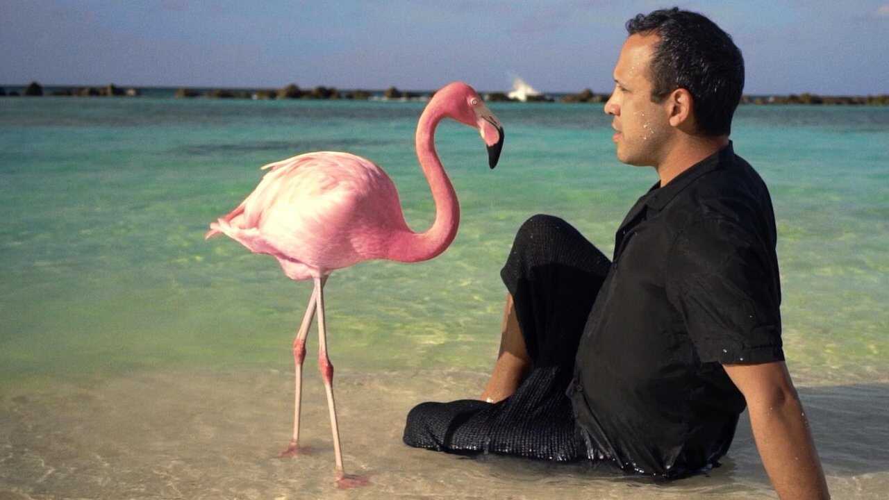 The Mystery of the Pink Flamingo 0