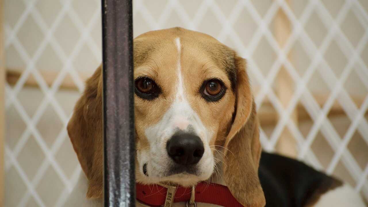 Infiltrada en el búnker (2025) 0