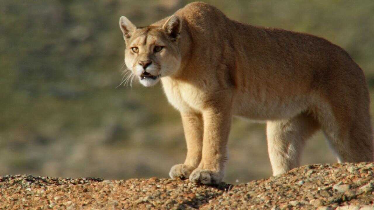 Into the Puma Triangle 0