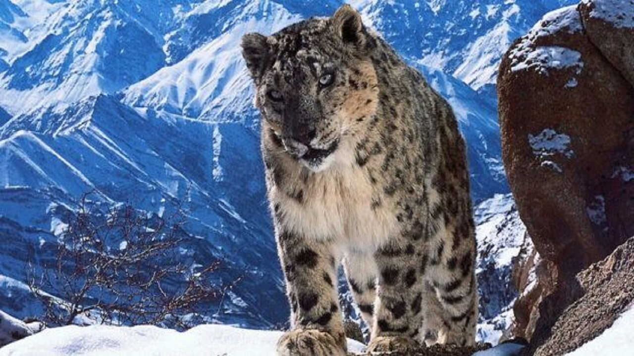 Planet Earth III (2023) 0