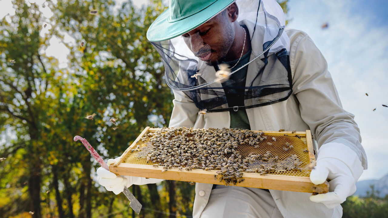NL - SECRETS OF THE BEES (2026) 2