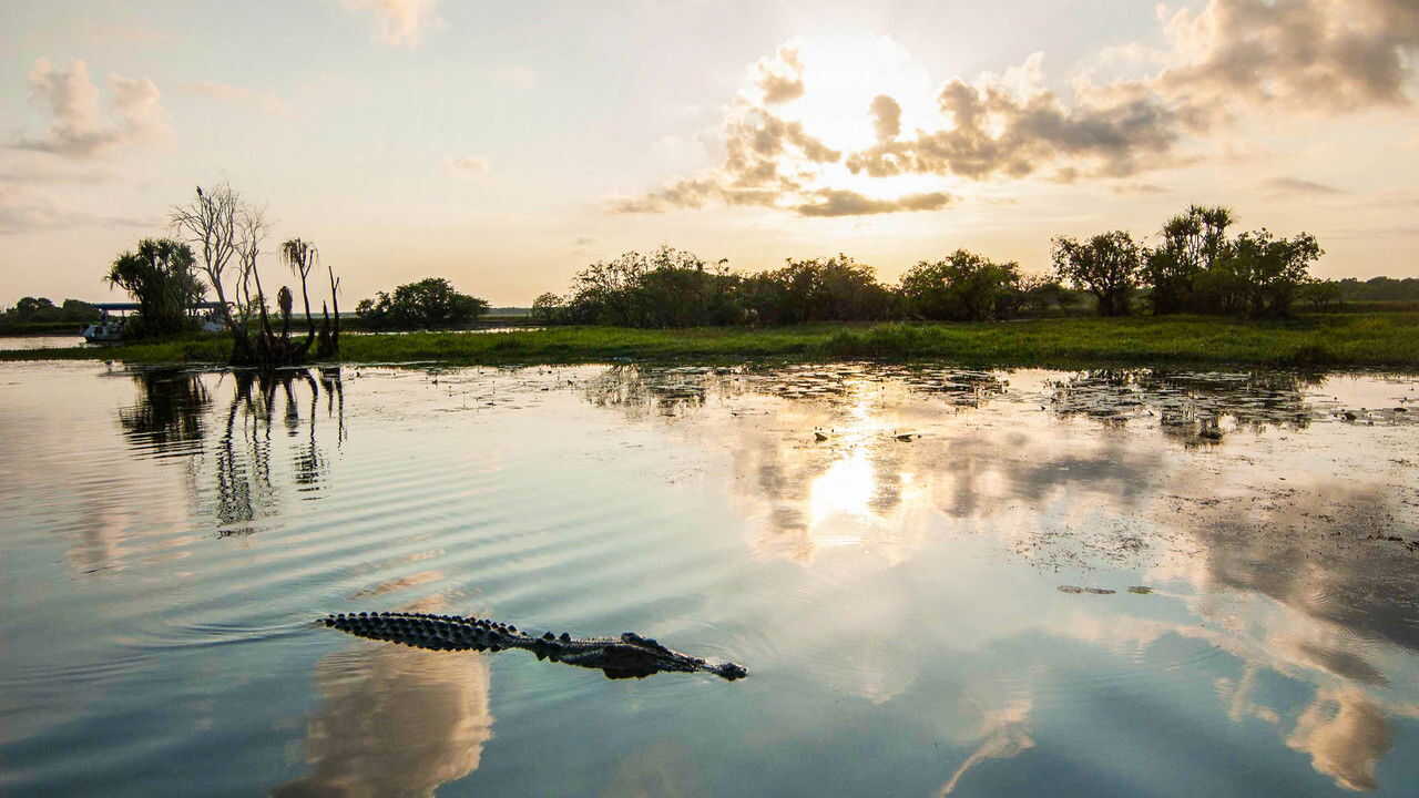 NF - Magical Land of Oz 2