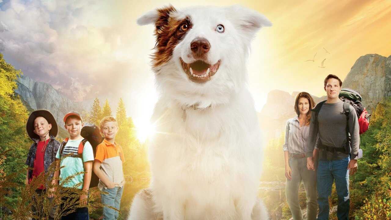 The Stray 0
