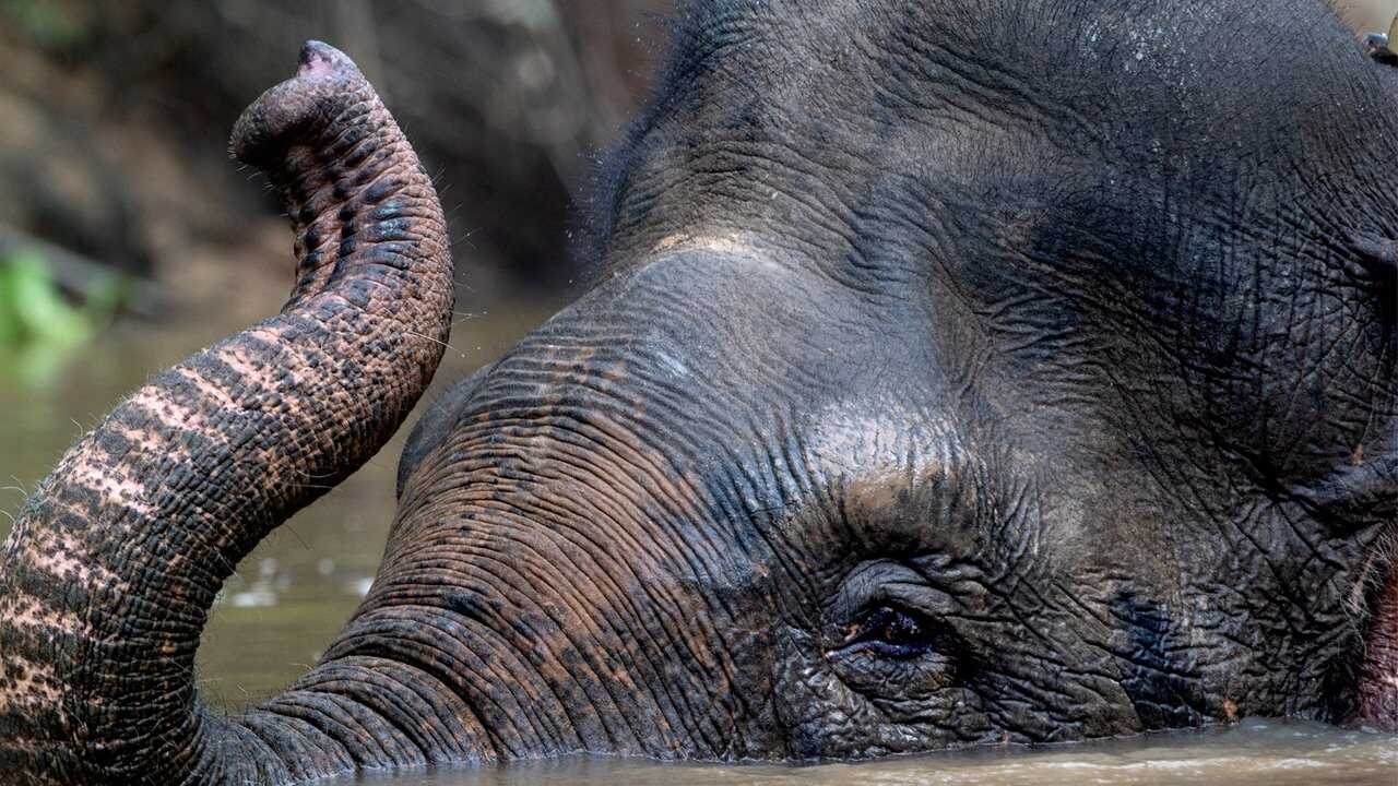 EN - Secrets Of The Elephants 4K (2023) 2