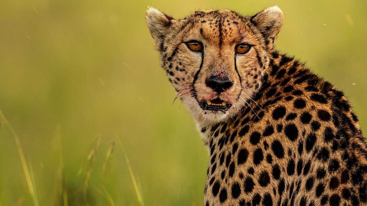 The Way of the Cheetah 0