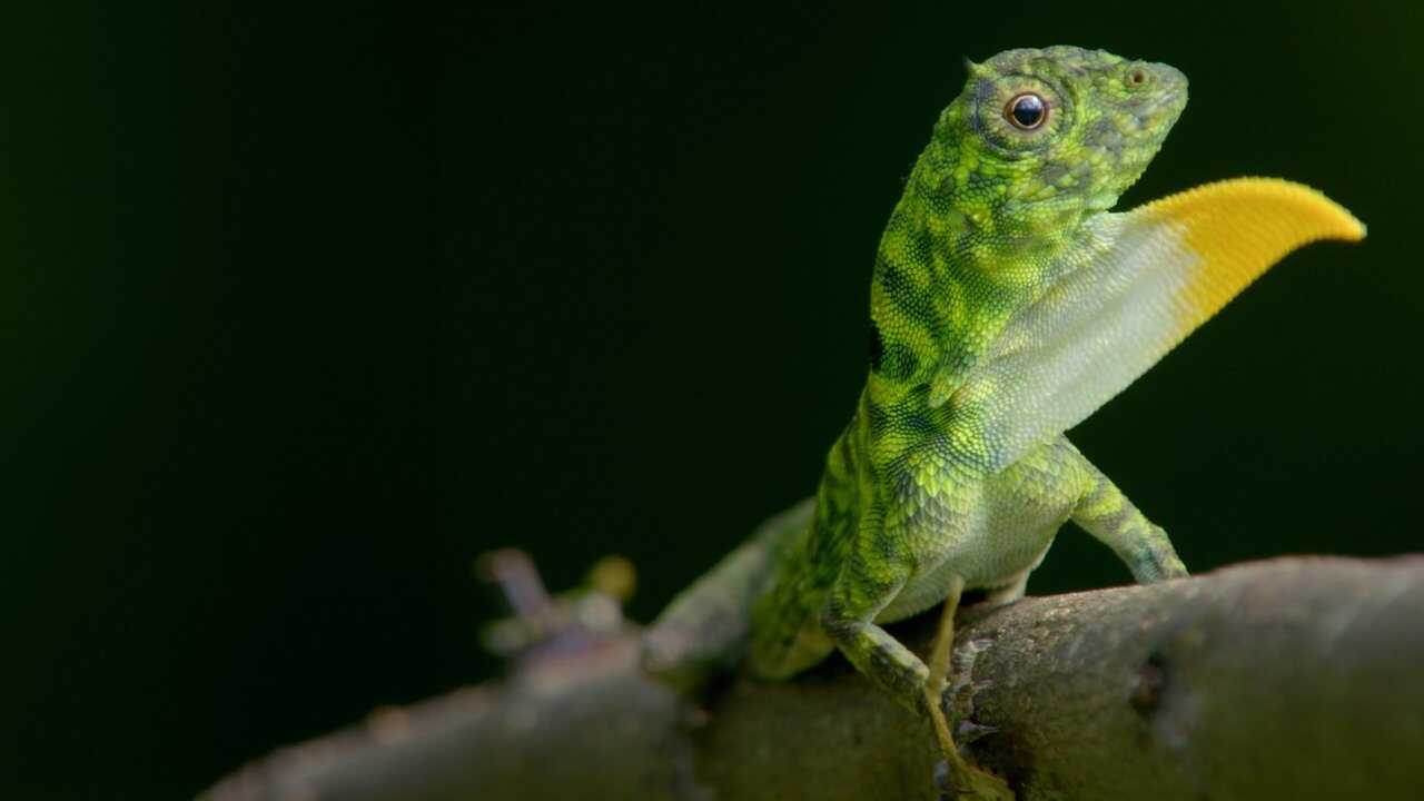 AR - كوكب غريب (2025) 0