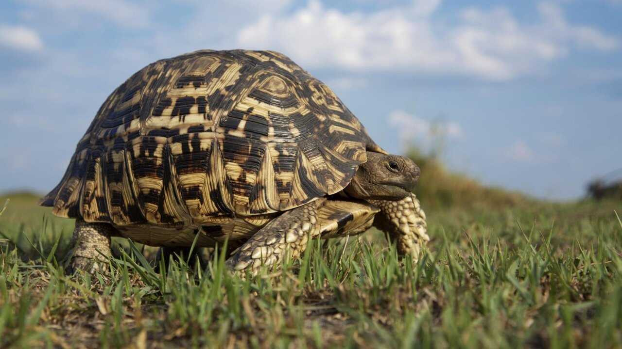 EN - David Attenborough' Life in Cold Blood (2008) 0