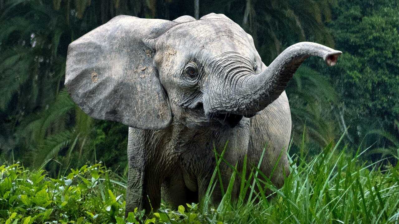 EN - Secrets Of The Elephants 4K (2023) 0