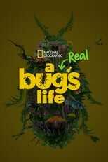[SE] A Real Bug's Life 14