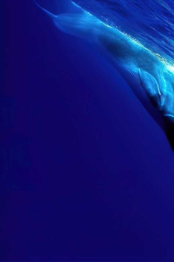 The Loneliest Whale: The Search for 52 (2021) 0