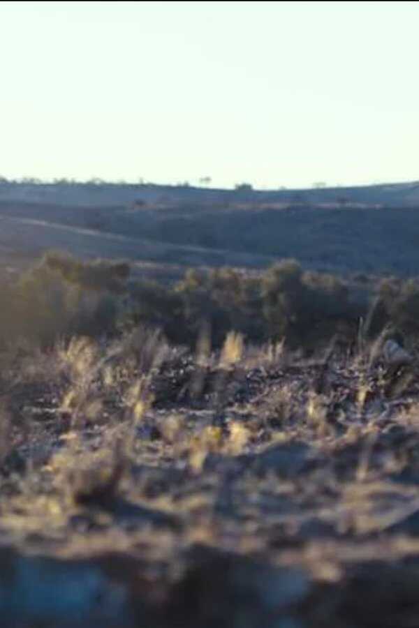 Outback (2019) 0