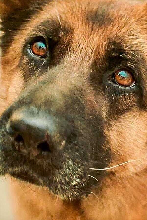 Ein Hund namens Palma (2021) 0