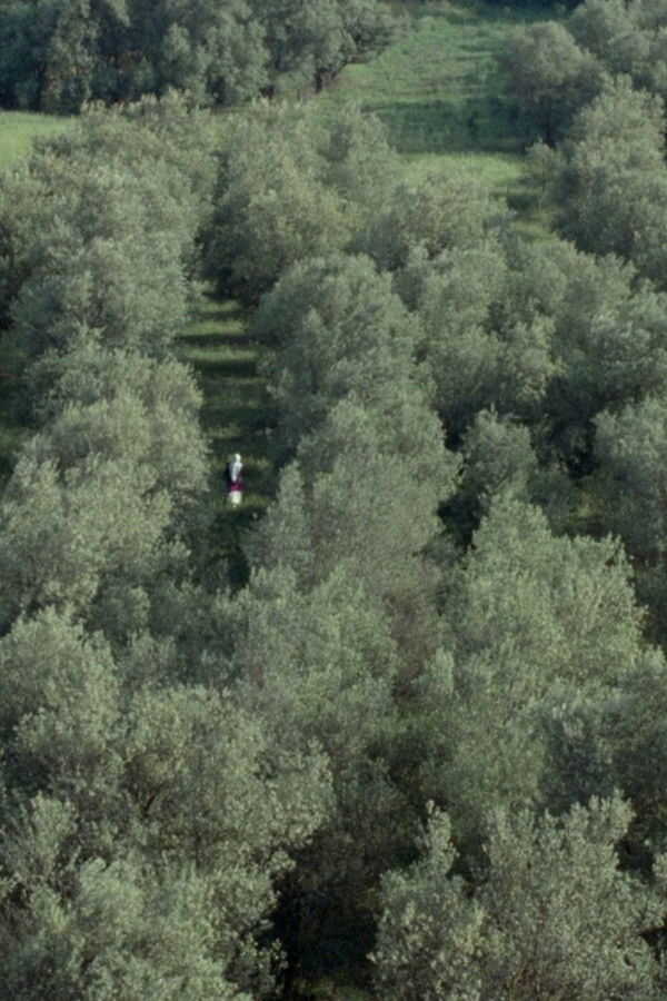 Through the Olive Trees (1994) 0
