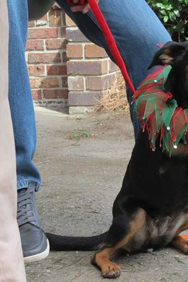 Il faut sauver les chiens de Noël (2014) 0
