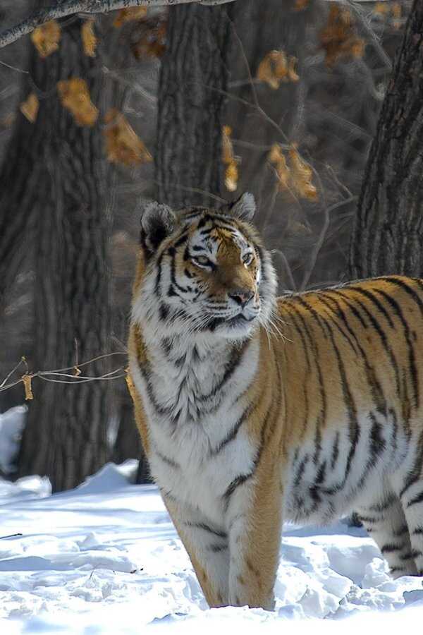 Russland - Im Reich der Tiger, Bären und Vulkane (2011) 0