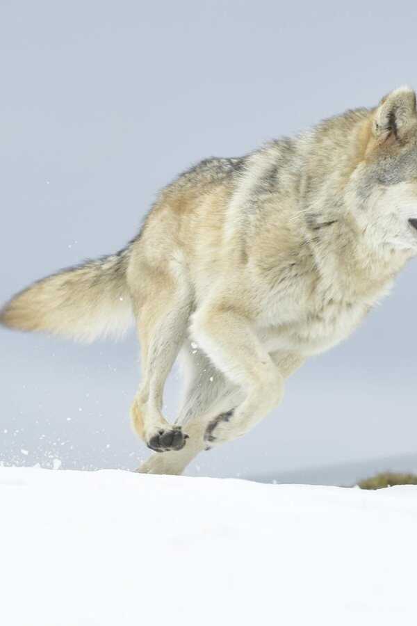 L'odyssée du loup (2019) 0