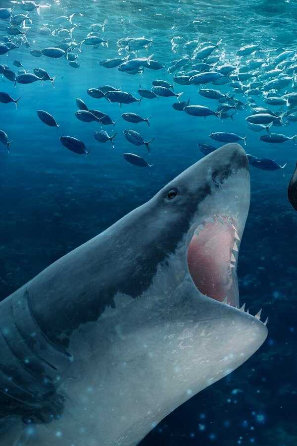 Orca Vs Great White (2021) 0
