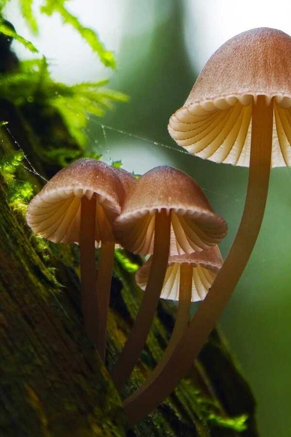 Fantastic Fungi (2019) 0